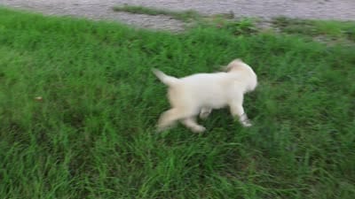 AKC Twinkle, a female English Cream Golden Retriever for sale in Syracuse, IN – 6 of 10