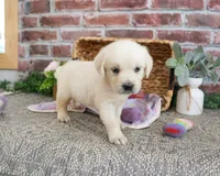 AKC Tilly, a female English Cream Golden Retriever for sale in Syracuse, IN – 4 of 4