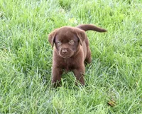 AKC Mabel, a female Labrador Retriever for sale in Syracuse, IN – 1 of 5