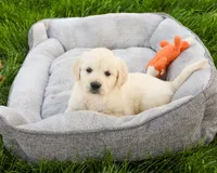 AKC Brody , a male English Cream Golden Retriever for sale in Syracuse, IN – 3 of 7