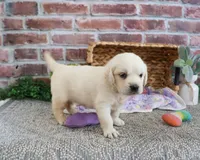 AKC Twinkle, a female English Cream Golden Retriever for sale in Syracuse, IN – 3 of 4