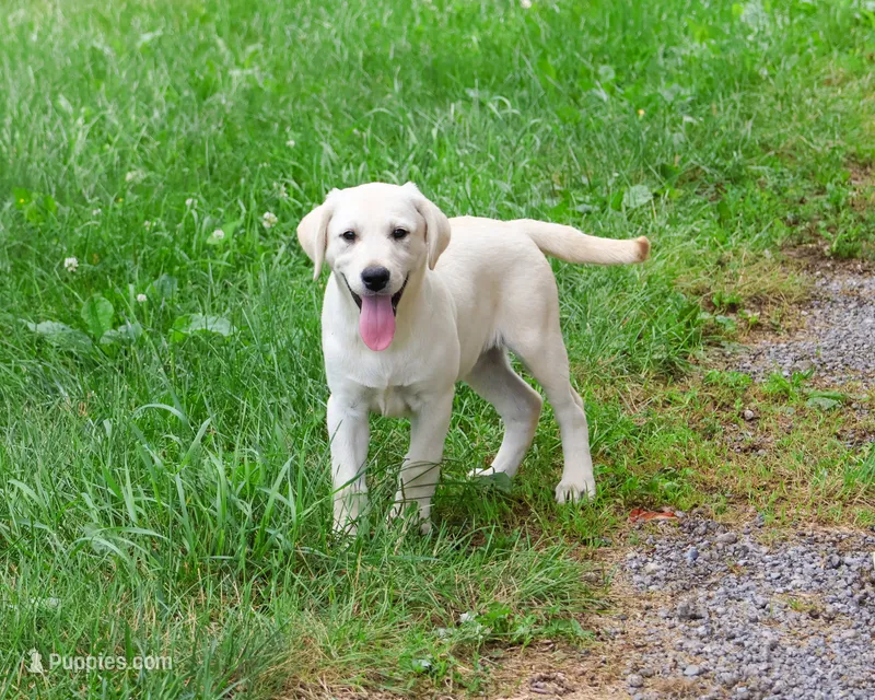 AKC Perseus – Labrador Retriever puppy for sale in Syracuse, IN