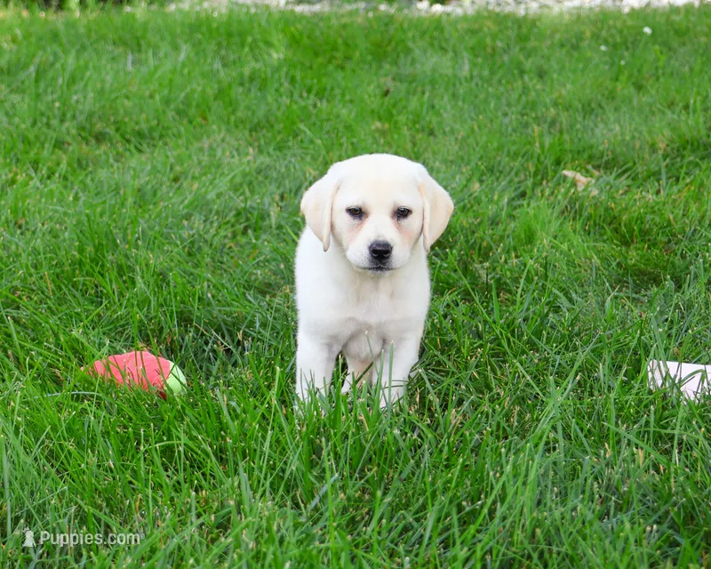 AKC Tinkerbell  – Labrador Retriever puppy for sale in Syracuse, IN