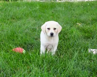 AKC Tinkerbell , a female Labrador Retriever for sale in Syracuse, IN – 1 of 10