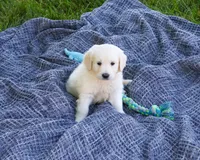 AKC Cedar, a male English Cream Golden Retriever for sale in Syracuse, IN – 5 of 5