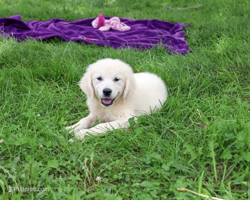 AKC Tallulah – English Cream Golden Retriever puppy for sale in Syracuse, IN