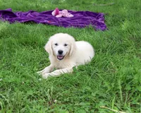 AKC Tallulah, a female English Cream Golden Retriever for sale in Syracuse, IN – 1 of 10