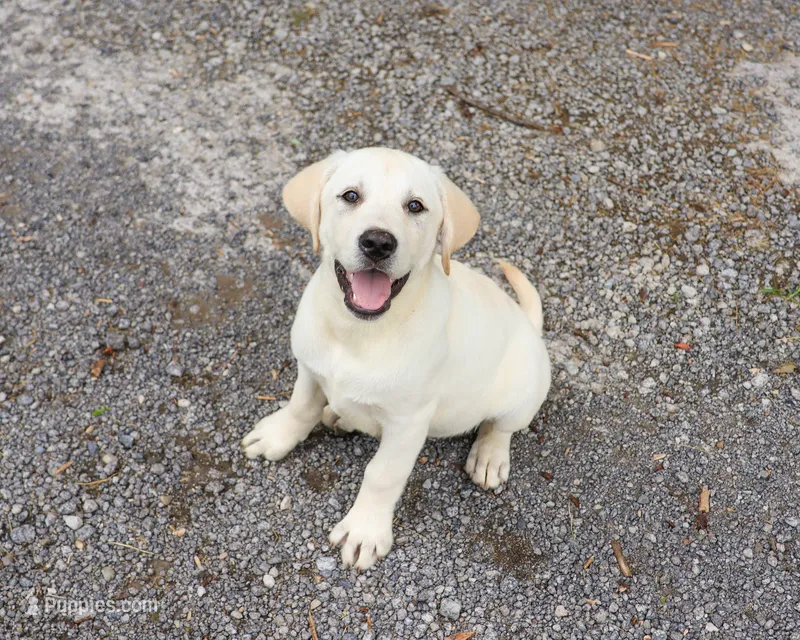 AKC Phineas – Labrador Retriever puppy for sale in Syracuse, IN