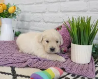 AKC Nevada, a female Golden Retriever for sale in Syracuse, IN – Photo 4 of 5