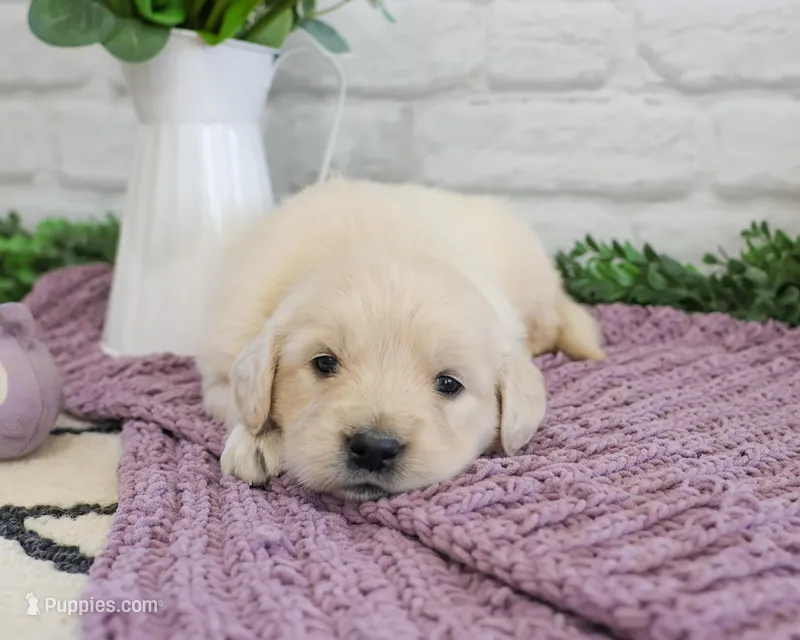 AKC Nevada – Golden Retriever puppy for sale in Syracuse, IN