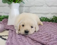 AKC Nevada, a female Golden Retriever for sale in Syracuse, IN – Photo 1 of 5