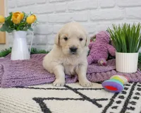 AKC Nevada, a female Golden Retriever for sale in Syracuse, IN – Photo 3 of 5