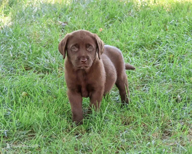 AKC Mirabel – Labrador Retriever puppy for sale in Syracuse, IN