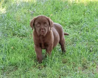AKC Mirabel, a female Labrador Retriever for sale in Syracuse, IN – 1 of 5