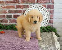 AKD Gabriella, a female Golden Retriever for sale in Syracuse, IN – 4 of 6