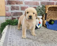 AKC Georgie , a male Golden Retriever for sale in Syracuse, IN – 2 of 5