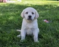 AKC Bubbles, a female Labrador Retriever for sale in Syracuse, IN – 7 of 7