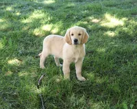 AKC Giana, a female Golden Retriever for sale in Syracuse, IN – 2 of 10