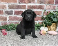 AKC Amber, a female Labrador Retriever for sale in Syracuse, IN – 6 of 6