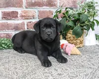 AKC Jade, a female Labrador Retriever for sale in Syracuse, IN – 3 of 5