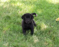 AKC Sebastian , a male Labrador Retriever for sale in Syracuse, IN – 5 of 5