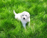 AKC Zachary , a male English Cream Golden Retriever for sale in Syracuse, IN – 4 of 7