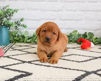 AKC Rebel, a male Labrador Retriever for sale in Syracuse, IN – 3 of 6