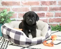 AKC Magneto , a male Labrador Retriever for sale in Syracuse, IN – 5 of 7