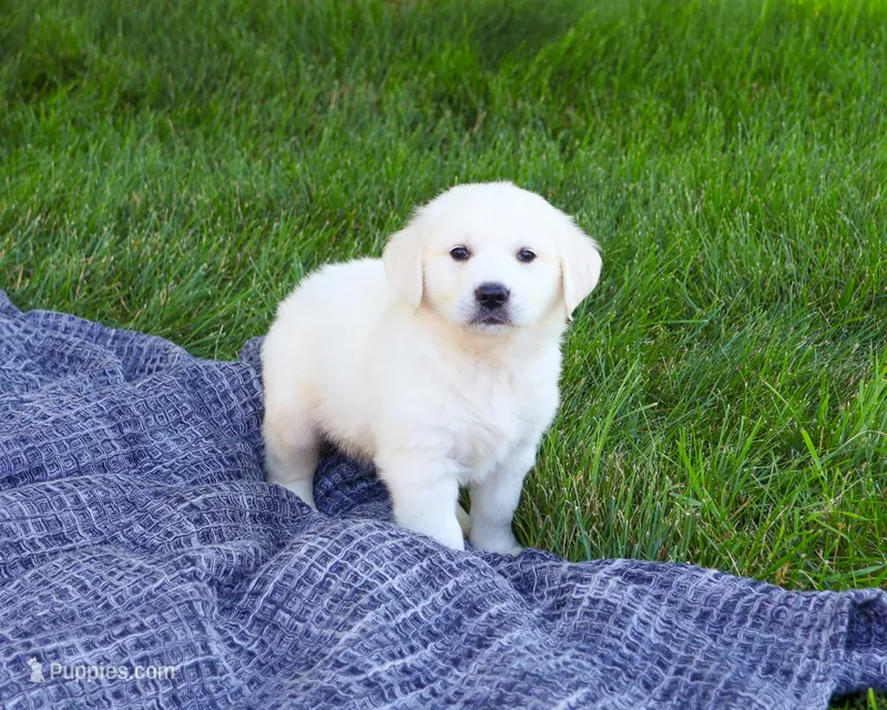 AKC Birch – English Cream Golden Retriever puppy for sale in Syracuse, IN