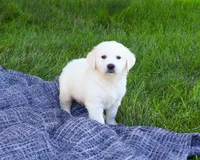 AKC Birch, a male English Cream Golden Retriever for sale in Syracuse, IN – 1 of 7