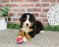 AKC Star, a female Bernese Mountain Dog for sale in Syracuse, IN – 3 of 8