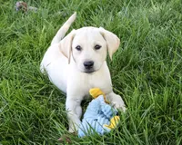 AKC Rosco, a male Labrador Retriever for sale in Syracuse, IN – 1 of 5