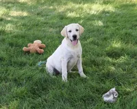 AKC Phineas, a male Labrador Retriever for sale in Syracuse, IN – 2 of 9