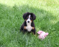 AKC Liberty, a female Bernese Mountain Dog for sale in Syracuse, IN – 4 of 10