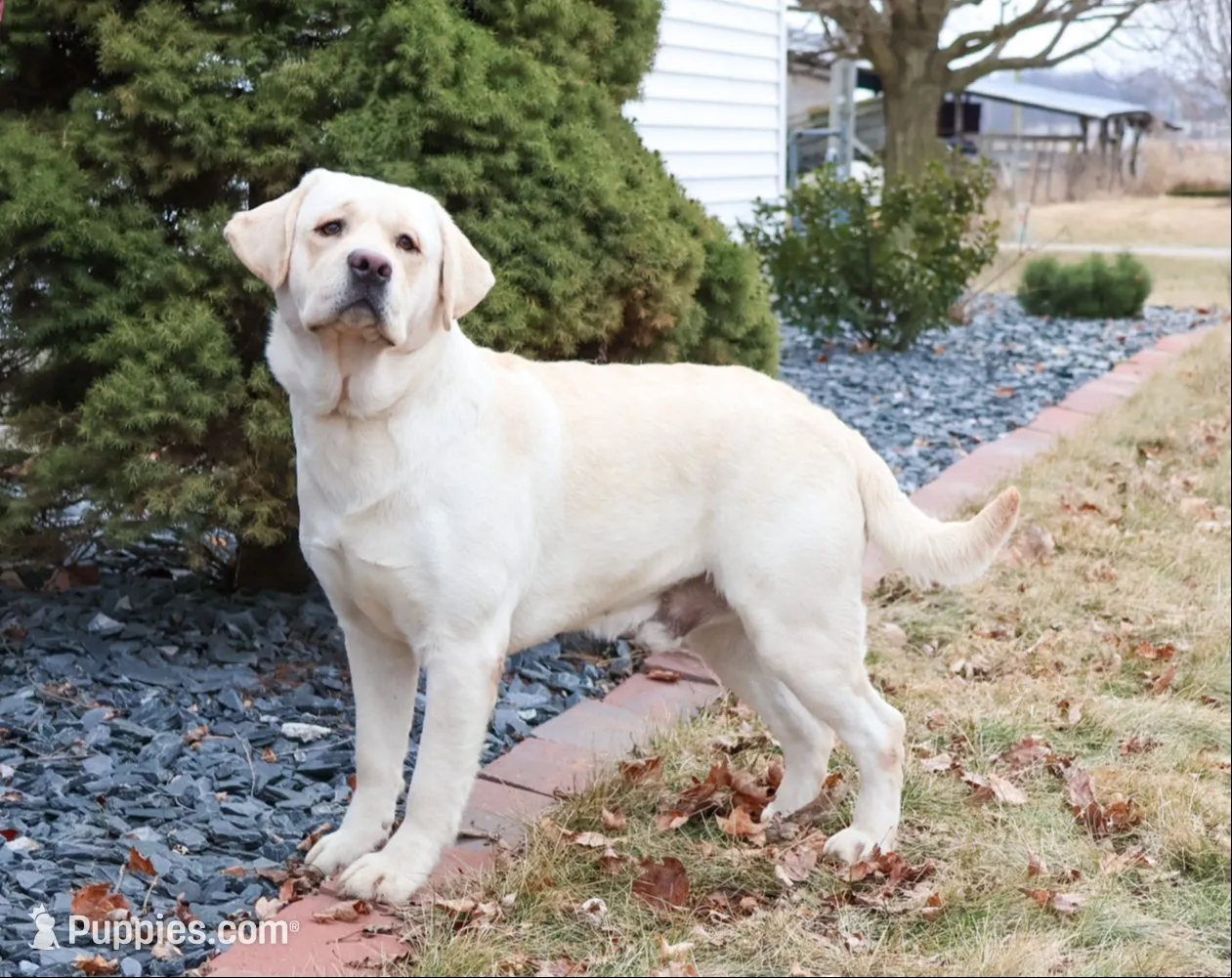 AKC Perseus, a male Labrador Retriever for sale in Syracuse, IN – 6 of 6
