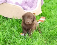 AKC Zoey, a female Labrador Retriever for sale in Syracuse, IN – 4 of 7