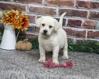 AKC Diamond, a female Labrador Retriever for sale in Syracuse, IN – 1 of 6