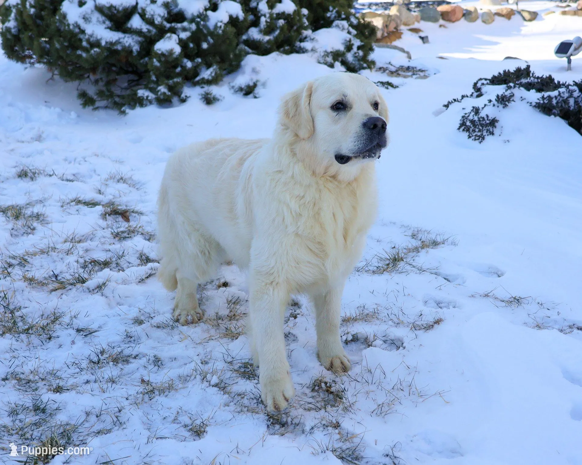 AKC Nevada, a female Golden Retriever for sale in Syracuse, IN – Photo 5 of 5