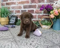 AKC Nutella, a female Labrador Retriever for sale in Syracuse, IN – 3 of 4