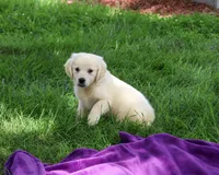 AKC Twinkle, a female English Cream Golden Retriever for sale in Syracuse, IN – 3 of 10