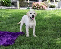 AKC Vidia, a female Labrador Retriever for sale in Syracuse, IN – 2 of 10