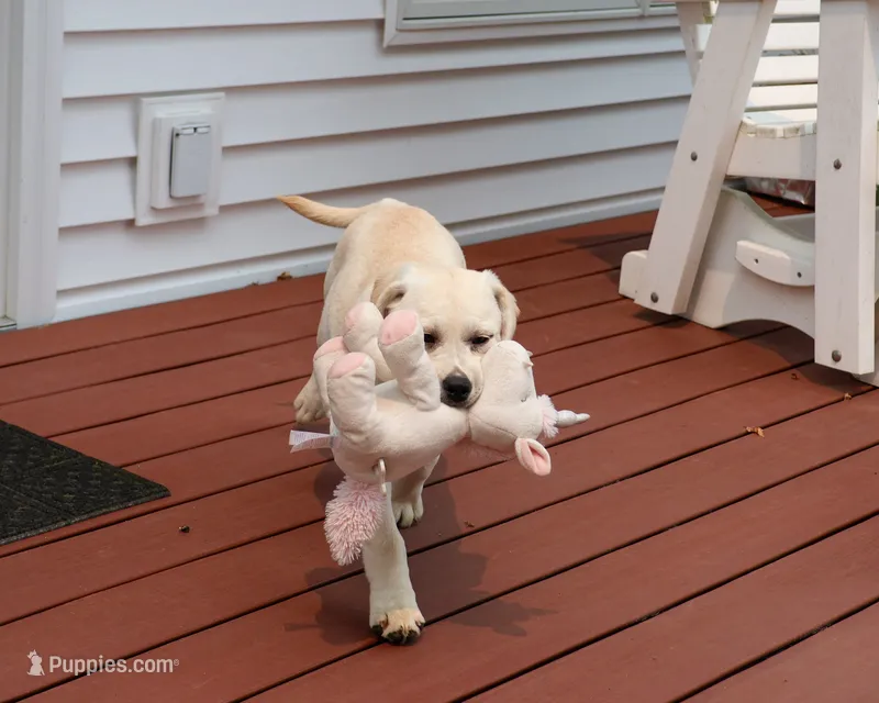 AKC Silvermist  – Labrador Retriever puppy for sale in Syracuse, IN