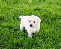 AKC Percival , a male Labrador Retriever for sale in Syracuse, IN – 4 of 7