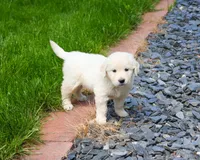 AKC Henry , a male English Cream Golden Retriever for sale in Syracuse, IN – 3 of 7
