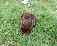 AKC Meredith, a female Labrador Retriever for sale in Syracuse, IN – 2 of 4