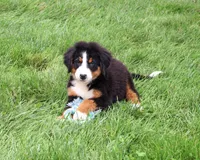 AKC Honor, a male Bernese Mountain Dog for sale in Syracuse, IN – 2 of 10