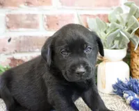 AKC Stanley , a male Labrador Retriever for sale in Syracuse, IN – 2 of 5