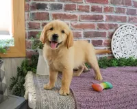 AKC Gracie, a female Golden Retriever for sale in Syracuse, IN – 4 of 6