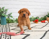 AKC Roman, a male Labrador Retriever for sale in Syracuse, IN – 2 of 6