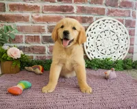 AKC Gracie, a female Golden Retriever for sale in Syracuse, IN – 2 of 6